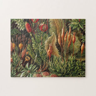 Vintage Haeckel Pflanzenleben Druck