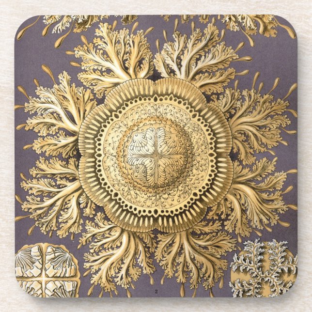Vintage Haeckel Untersetzer (Vorderseite)