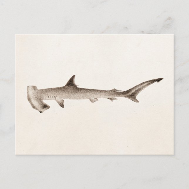 Vintage Hammerkopfhaie-Illustration Retrohaie Postkarte (Vorderseite)