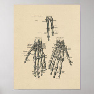 Vintage Hand Anatomie 1880 Druck Poster
