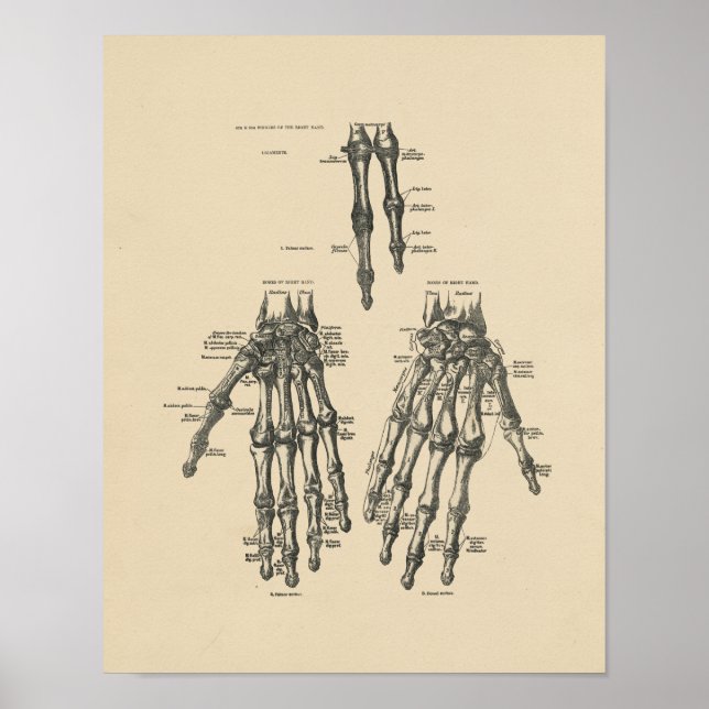 Vintage Hand Anatomie 1880 Druck Poster (Vorne)