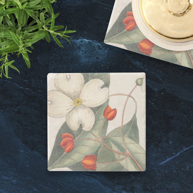 🍃 Vintage handGezeichnet Dogwood Blume Illustrati Steinuntersetzer (🍃Vintage Hand-Drawn Dogwood Flower Illustration Stone Coaster
)