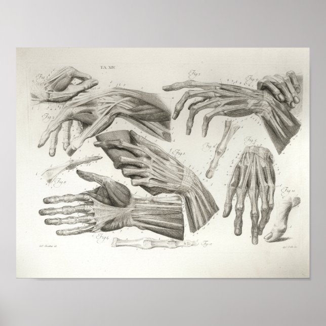 Vintage Handmuskeln Ligaments Anatomie Druck Poster (Vorne)