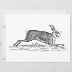 Vintage Hase Bunny Kaninchen Illustration 1800er J