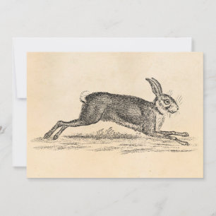 Vintage Hase Bunny Kaninchen Illustration 1800er J