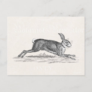 Vintage-Hasen-Illustration - Hasen Postkarte