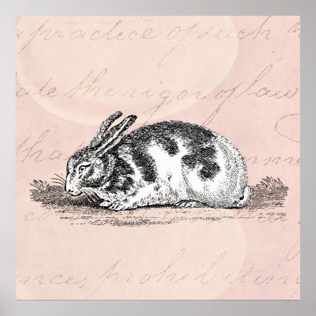 Vintage Hasen-Illustration - Kaninchen aus dem 18. Poster (Vorne)