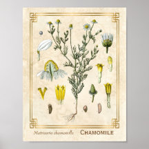 Vintage Heilkräuter Kamille Blume Botanisch