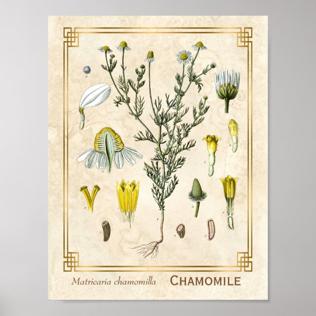Vintage Heilkräuter Kamille Blume Botanisch Poster (Vorne)