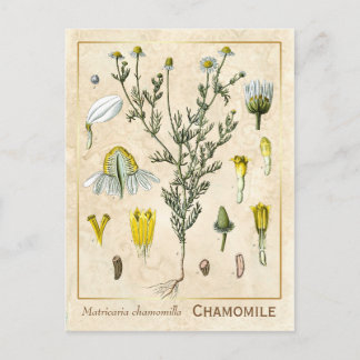 Vintage Heilkräuter Kamille Blume Botanisch Postkarte