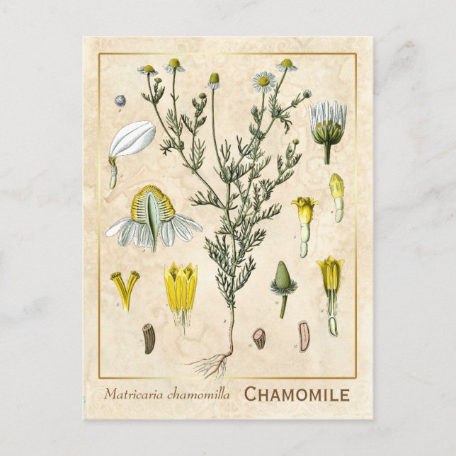 Vintage Heilkräuter Kamille Blume Botanisch Postkarte (Vorderseite)