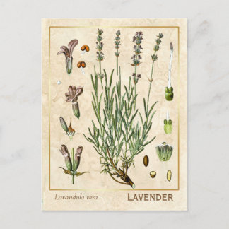 Vintage Heilkräuter Lavendel Blume Botanisch Postkarte