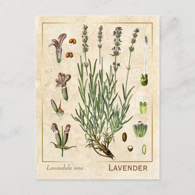 Vintage Heilkräuter Lavendel Blume Botanisch Postkarte (Vorderseite)