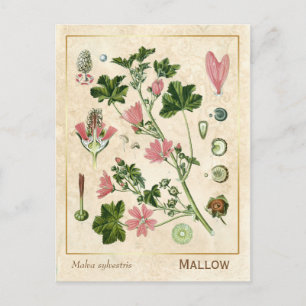 Vintage Heilkräuter-Mallow-Blüten Botanical Postkarte
