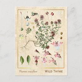 Vintage Heilkräuter Wild Thyme Botanischer Postkarte