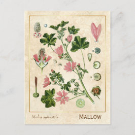 Vintage Heilkräuterhalterung Blume botanisch Postkarte
