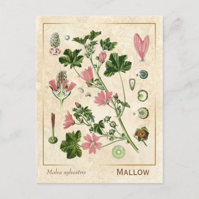Vintage Heilkräuterhalterung Blume botanisch Postkarte (Vorderseite)