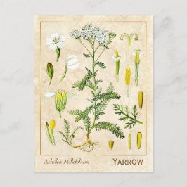Vintage Heilkräuterhaufen Blume Botanisch Postkarte