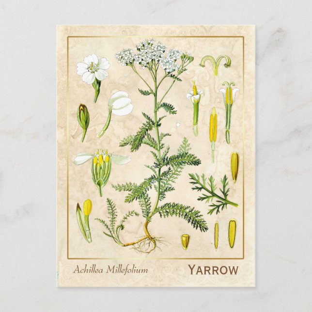 Vintage Heilkräuterhaufen Blume Botanisch Postkarte (Vorderseite)