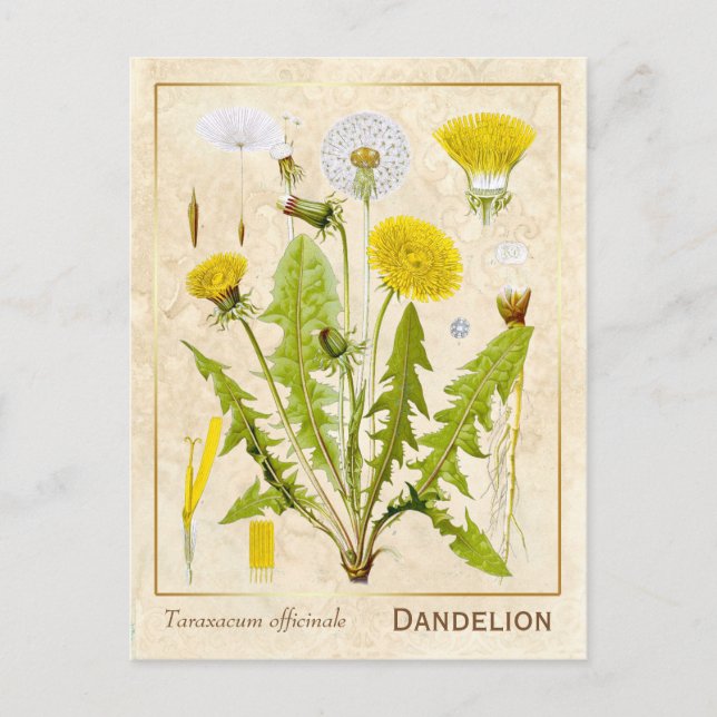 Vintage Heilkräuterleuchte Blume Botanisch Postkarte (Vorderseite)