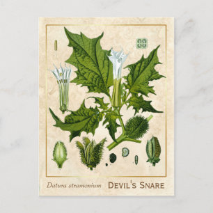 Vintage Heilpflanze Teufelsnetz Botanisch Postkarte
