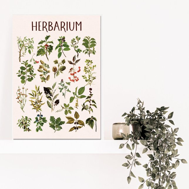 Vintage Herbarium Green Pflanze Chart Leinwanddruck (In situ)