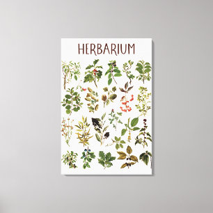 Vintage Herbarium Grünpflanzenkarte Leinwanddruck