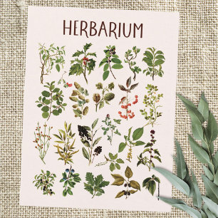 Vintage Herbarium Grünpflanzenkarte Postkarte