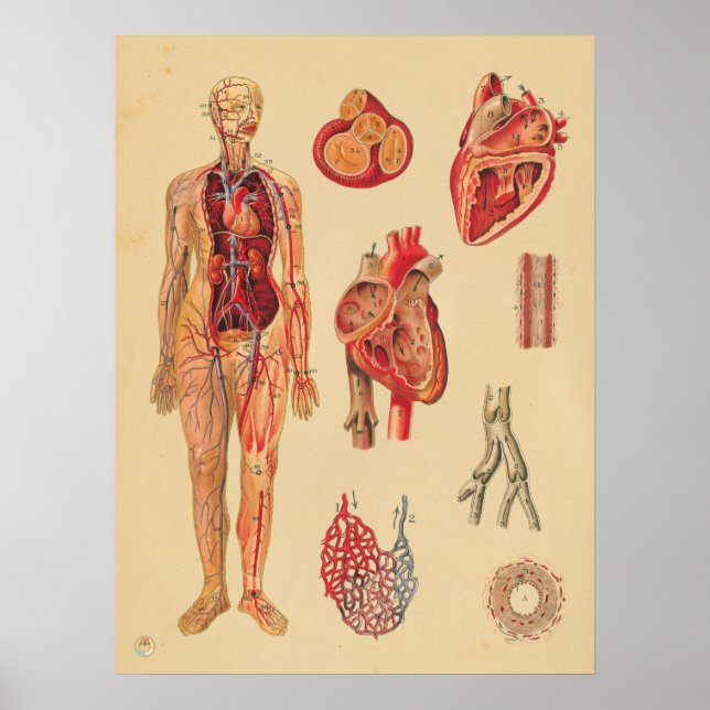Vintage Herz-Arterien menschliche Anatomie Medizin Poster (Vorne)