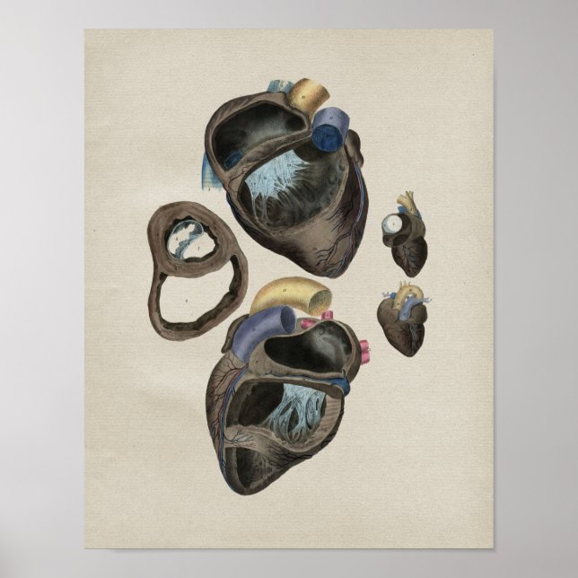 Vintage Herzanatomie Poster (Vorne)