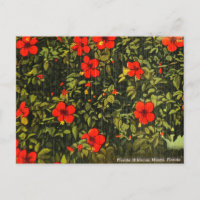 Vintage Hibiscus, Miami, Floride Carte postale Voy