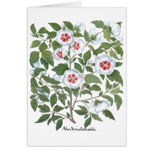 Vintage Hibiskusblüten von Basilius Besler