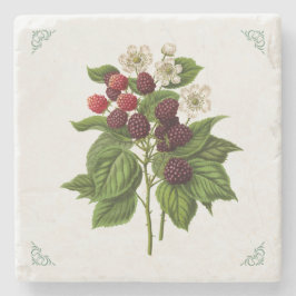 Vintage Himbeeren Fruchtillustration Steinuntersetzer