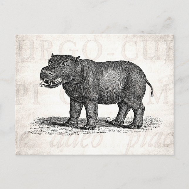 Vintage Hippopotamus-Illustration 1800 - Hippos Postkarte (Vorderseite)