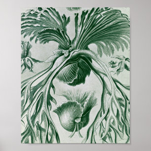 Vintage-Hirschzungenfarn - Botanische Illustration Poster