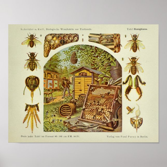Vintage Honigbiene Anatomie Imker Art Print Poster (Vorne)