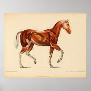Vintage Hornanatomie Druckmuskeln Poster