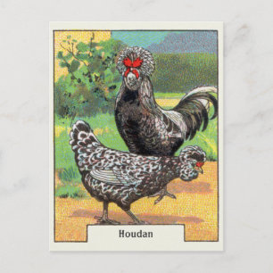 Vintage Houdan Huhn Postkarte