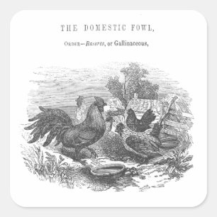 Vintage-Hühner Stift-und-Tinte-Illustration Quadratischer Aufkleber