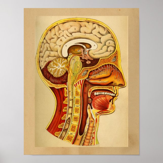 Vintage Human Anatomy Print Brain Spine Poster (Vorne)