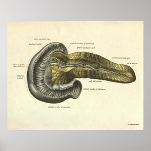 Vintage Human Anatomy Print Pancreas Poster