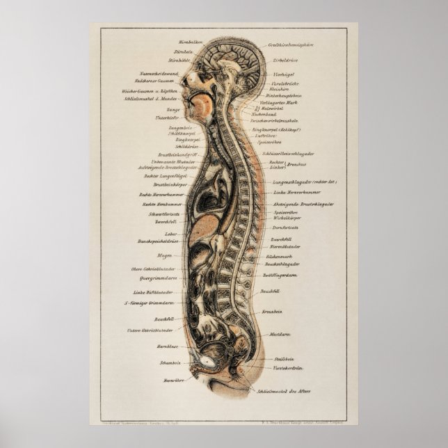 Vintage Human Body Anatomy Chart Poster (Vorne)