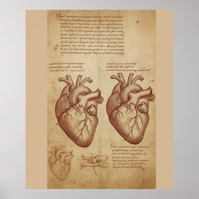 Vintage Human Heart Anatomy Scientific Study Poste Poster (Vorne)