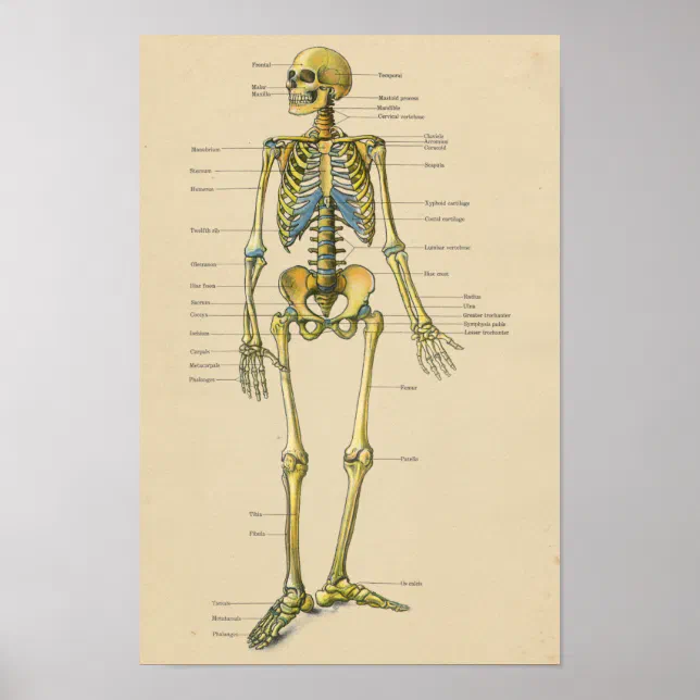 Vintage Human Skeleton Anatomy Chart Poster | Zazzle.ch