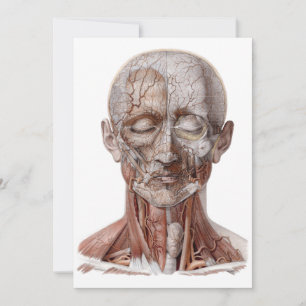 Vintage-Humane Anatomie-Wissenschaft, Kopf-Hals-Na