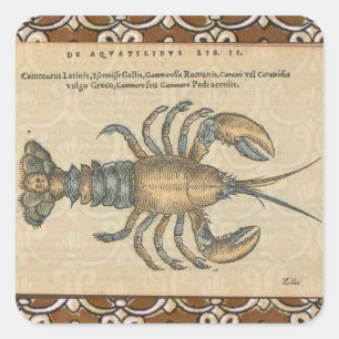Vintage-Hummer-Illustration: Küsten-Damaskus Quadratischer Aufkleber