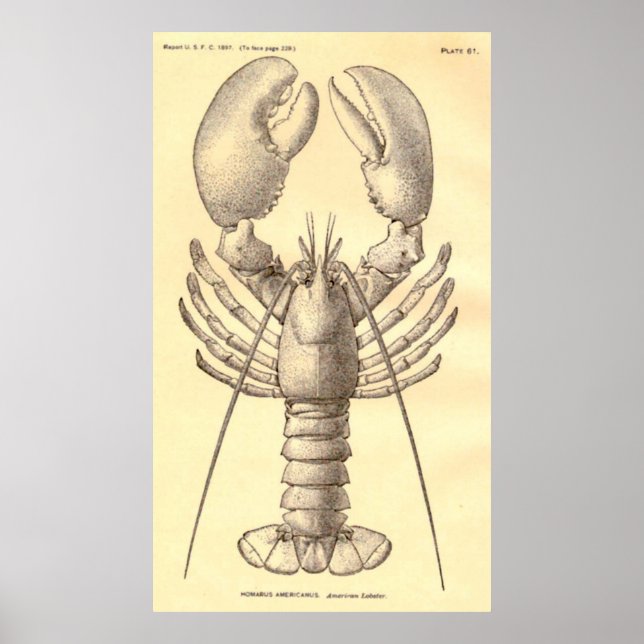 Vintage Hummerdiagramm (1897) Poster (Vorne)