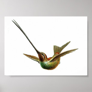 Vintage Hummingbird-Illustration Poster