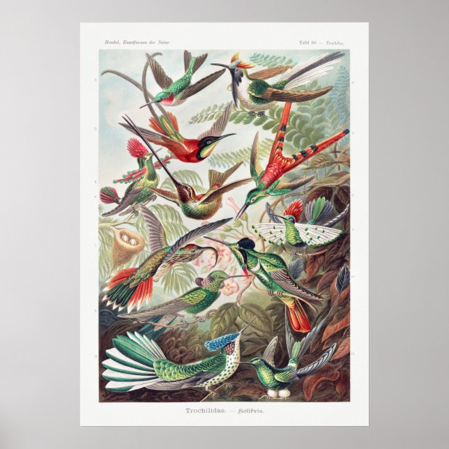 Vintage Hummingbird Illustration Poster (Vorne)