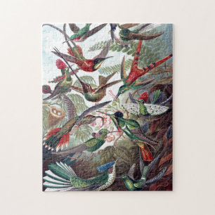 Vintage Hummingbirds Old Book Illustration